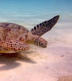 turtle.jpg